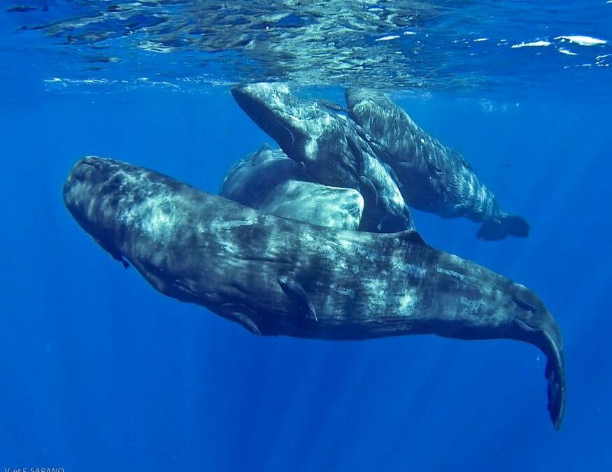 Tout savoir sur les donations