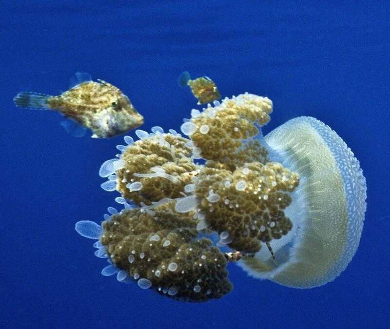 Tout savoir sur le don